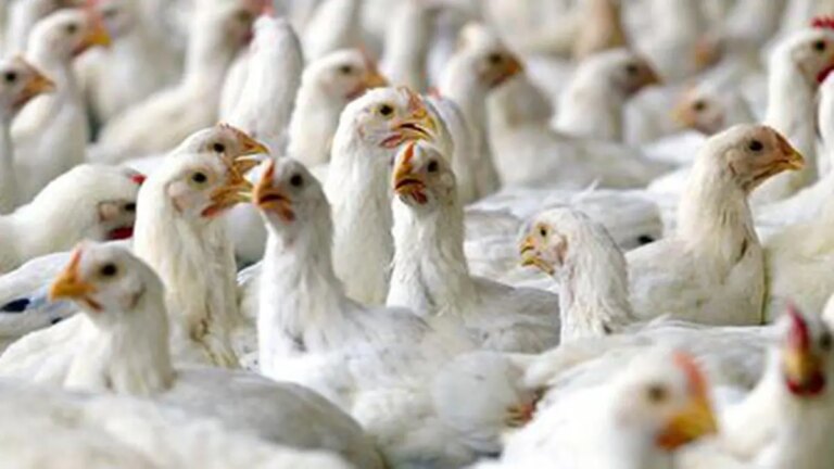 No traces of bird flu in latest samples: Andhra Pradesh