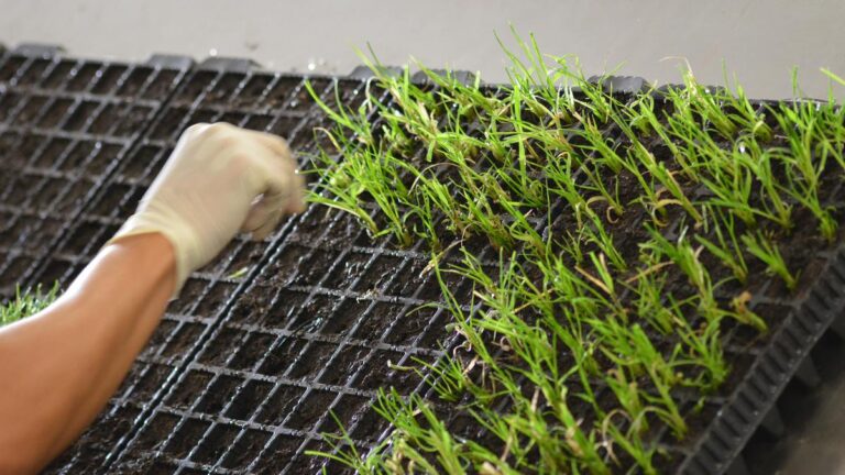 Empower farmers holistically through innovative use of biologicals: Syngenta India